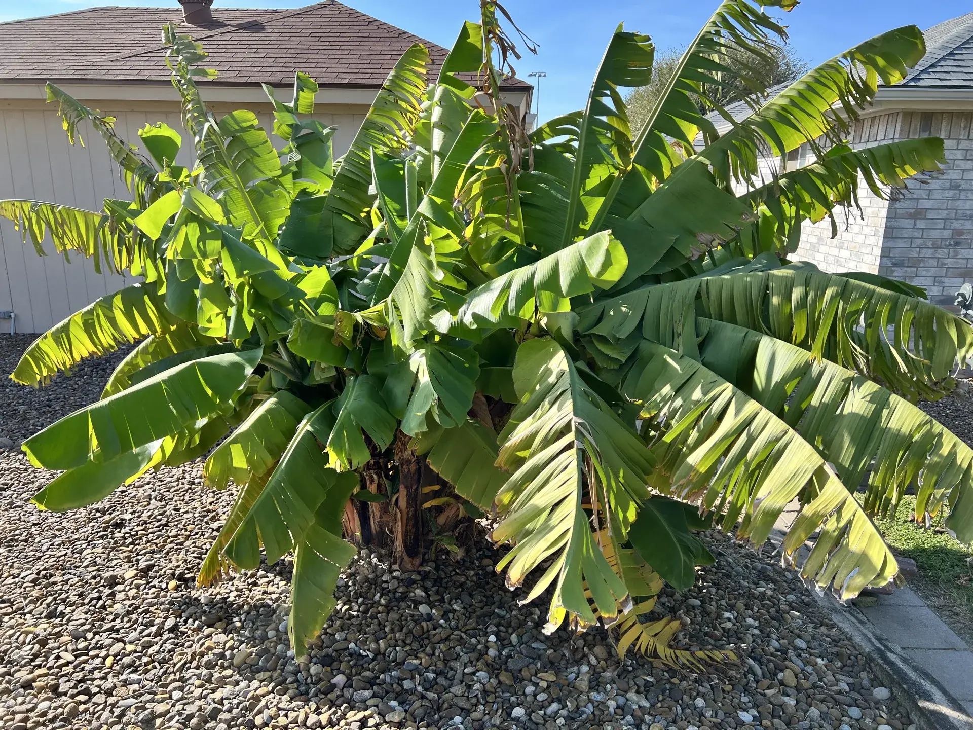 Banana plant