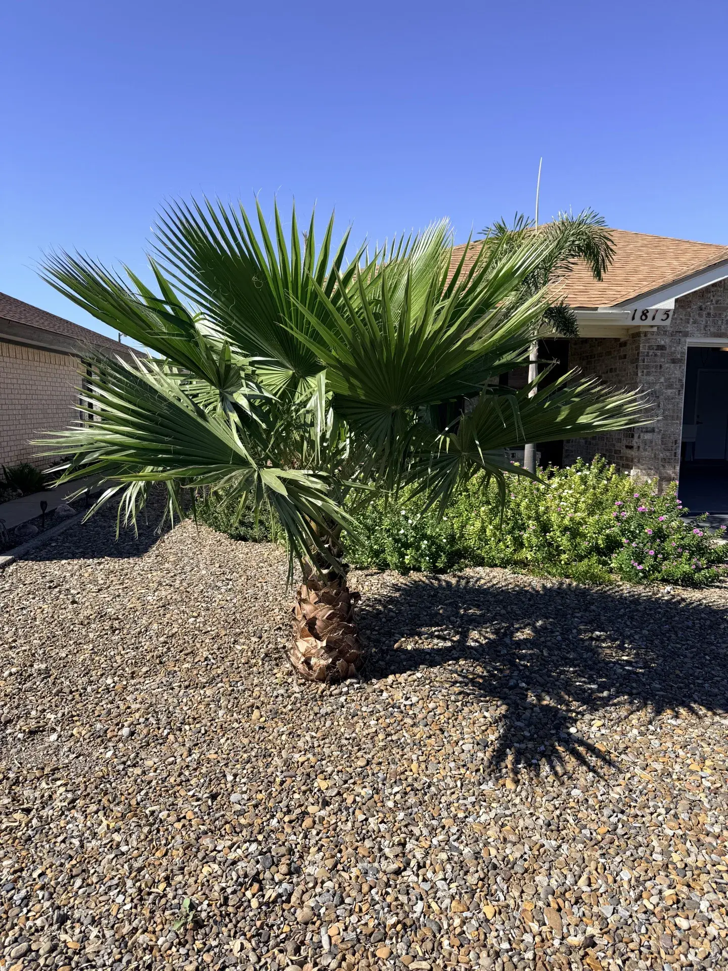 Front yard foliage